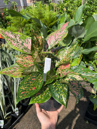 Aglaonema 'Dang Mongkol’ - Ladybird Nursery