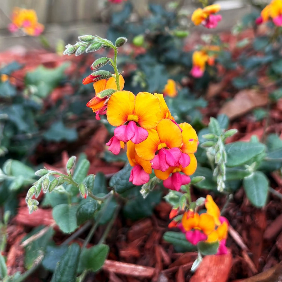 Chorizema 'Fire Sticks' - Ladybird Nursery