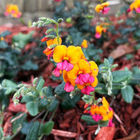 Chorizema 'Fire Sticks' - Ladybird Nursery