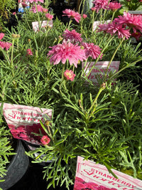 Daisy 'Strawberry Shortcake' (Argyranthemum) - Ladybird Nursery
