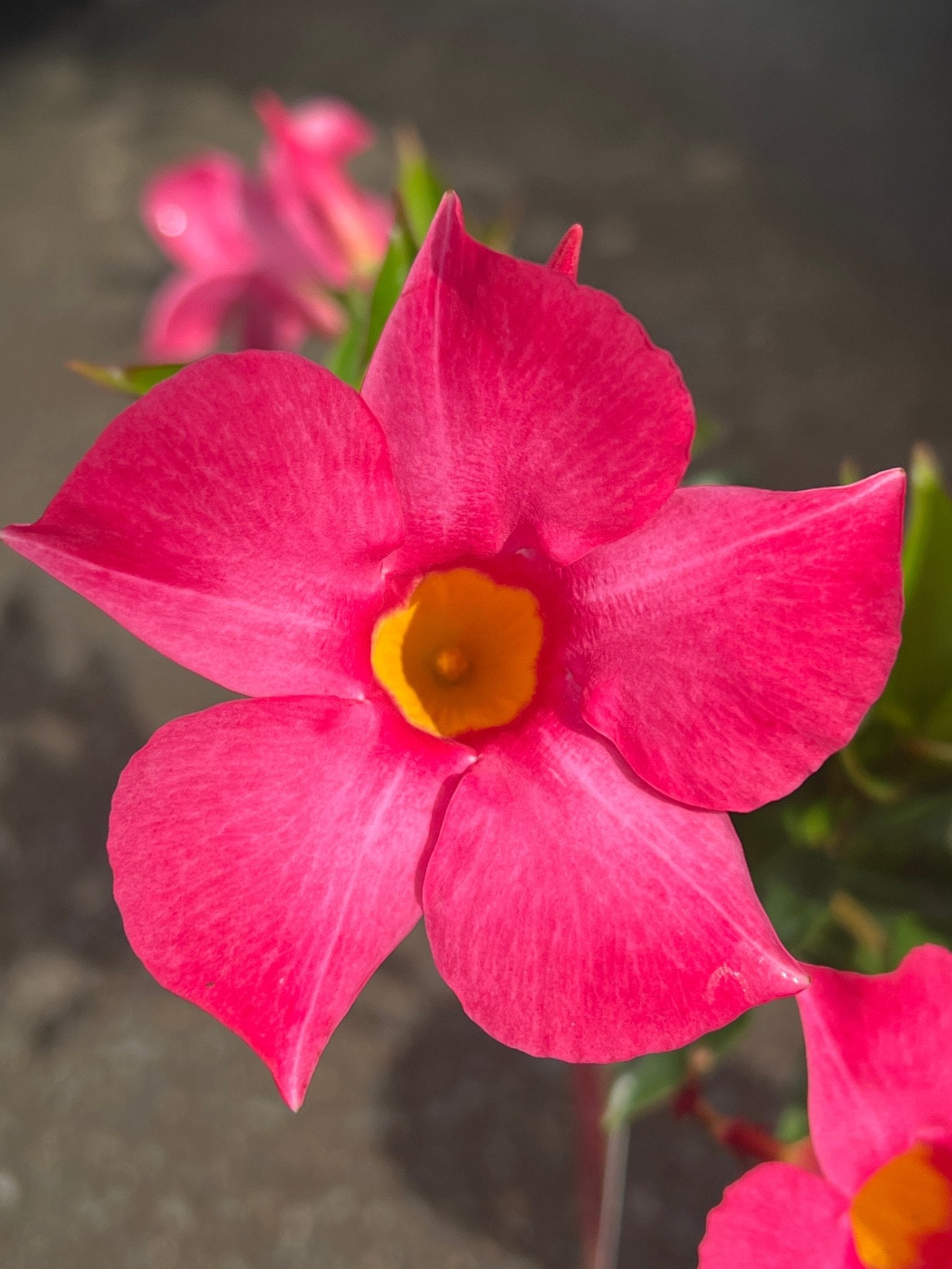 Mandevilla ‘Aloha Pink Perfection’ - Ladybird Nursery