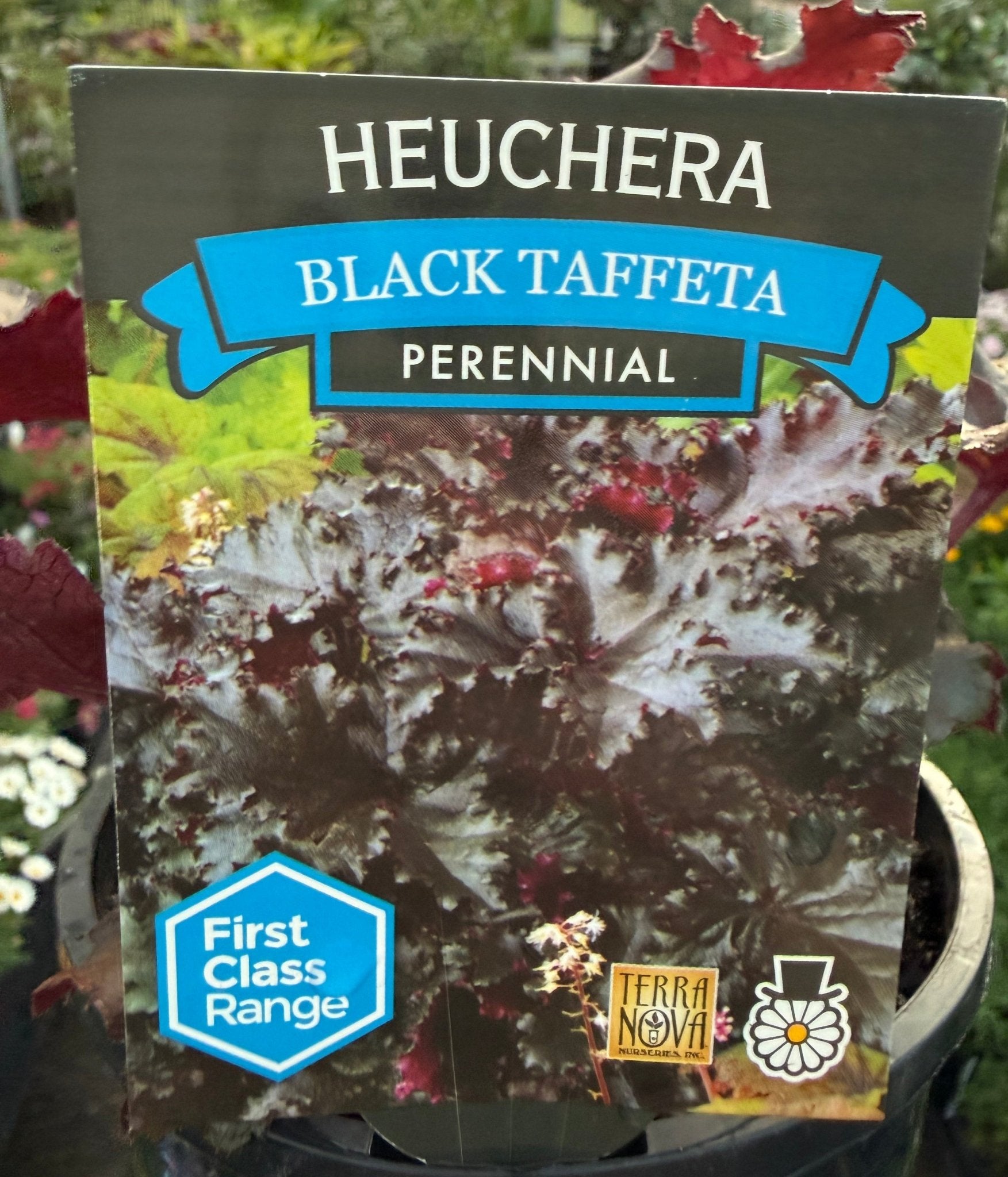 Heuchera 'Black Taffeta' (Heuchera sanguinea) - Ladybird Nursery