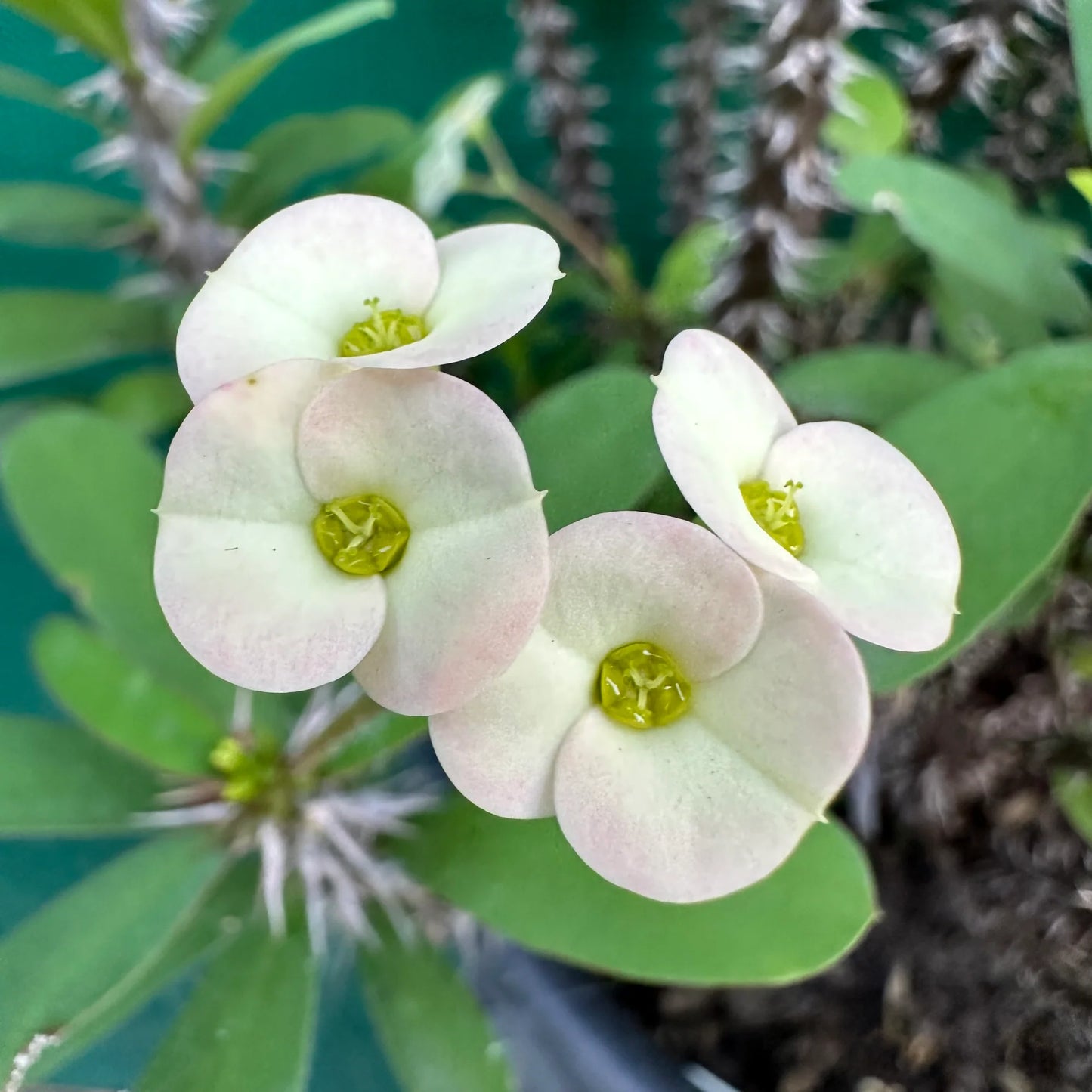 Dwarf Cream Crown of Thorns (Euphorbia milii)