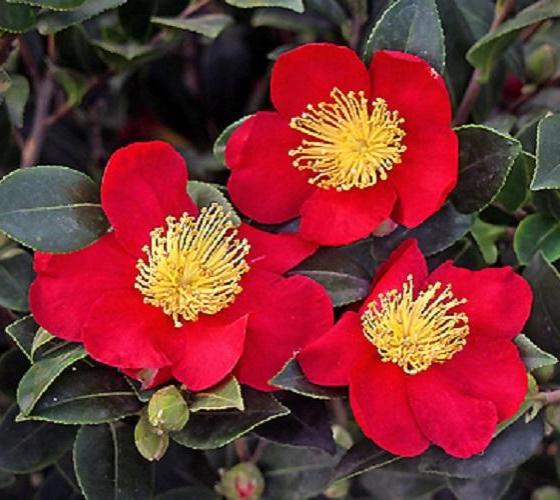 Sasanqua Camellia Yuletide (Camellia sasanqua) - Ladybird Nursery