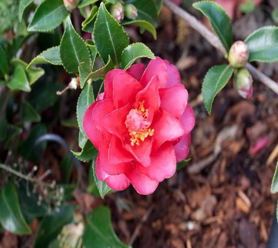 Sasanqua Camellia ShiShi Gashira (Camellia sasanqua) - Ladybird Nursery
