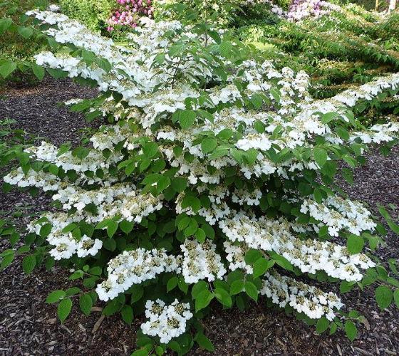 Japanese Snowball Pink Beauty (Viburnum plicatum) - Ladybird Nursery