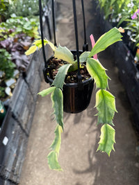 Variegated Zygocactus (Schlumbergera truncata) - Ladybird Nursery