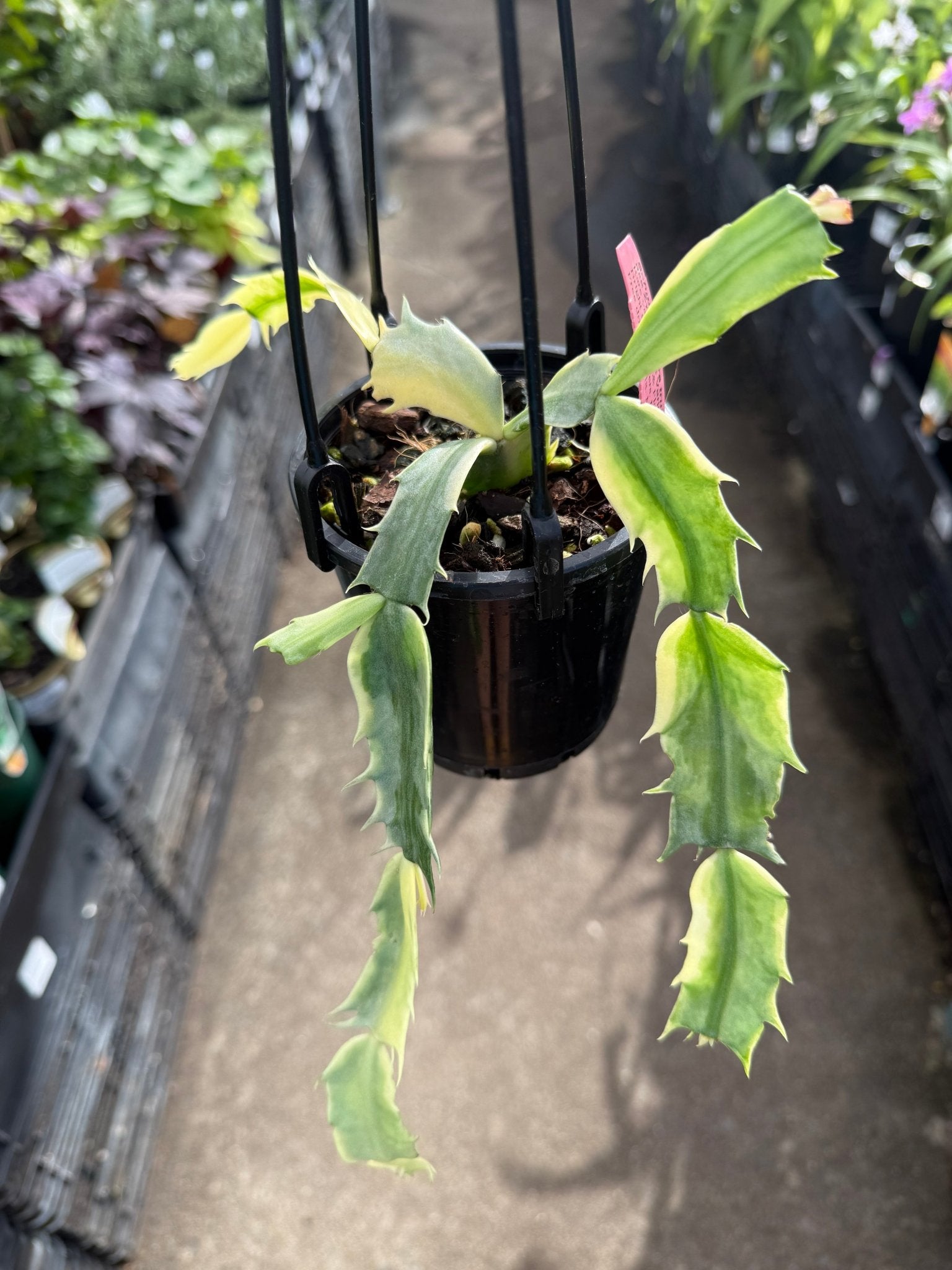 Variegated Zygocactus (Schlumbergera truncata) - Ladybird Nursery
