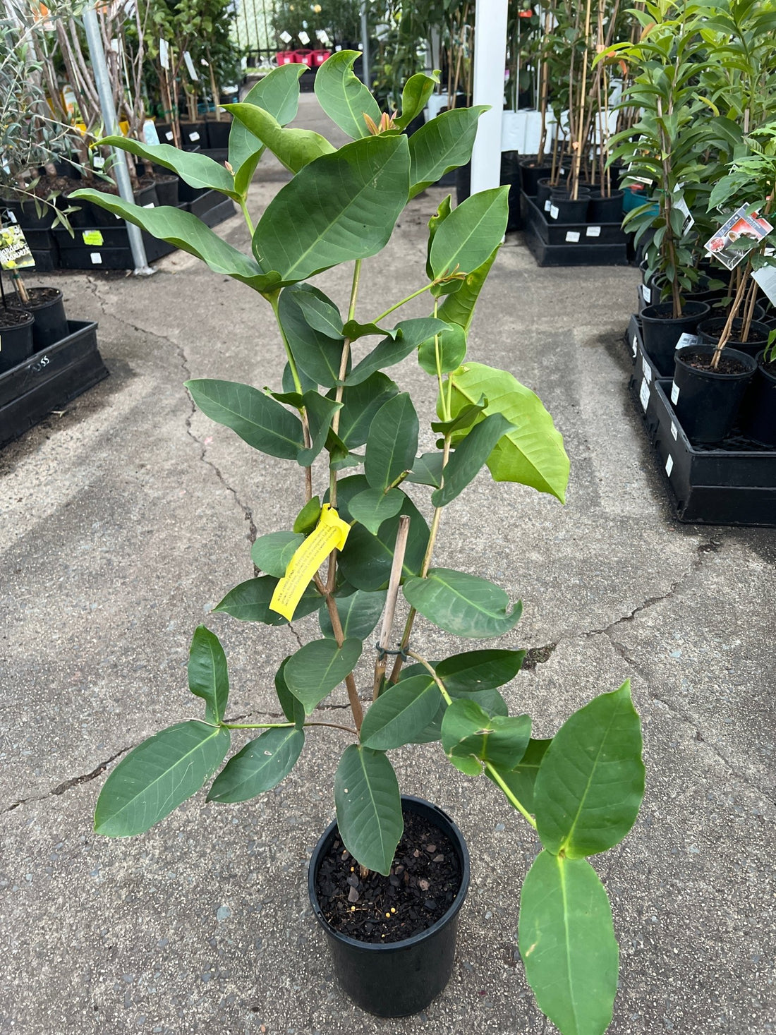 Wax Jambu 'Pink' - Ladybird Nursery