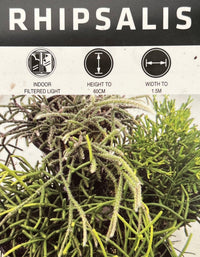 Rhipsalis (Mesembryanthemoides) - Ladybird Nursery