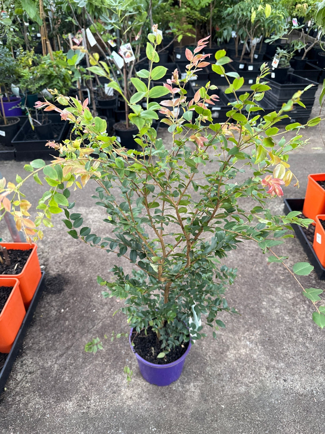 Jaboticaba (Large) - Ladybird Nursery