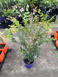 Jaboticaba (Large) - Ladybird Nursery