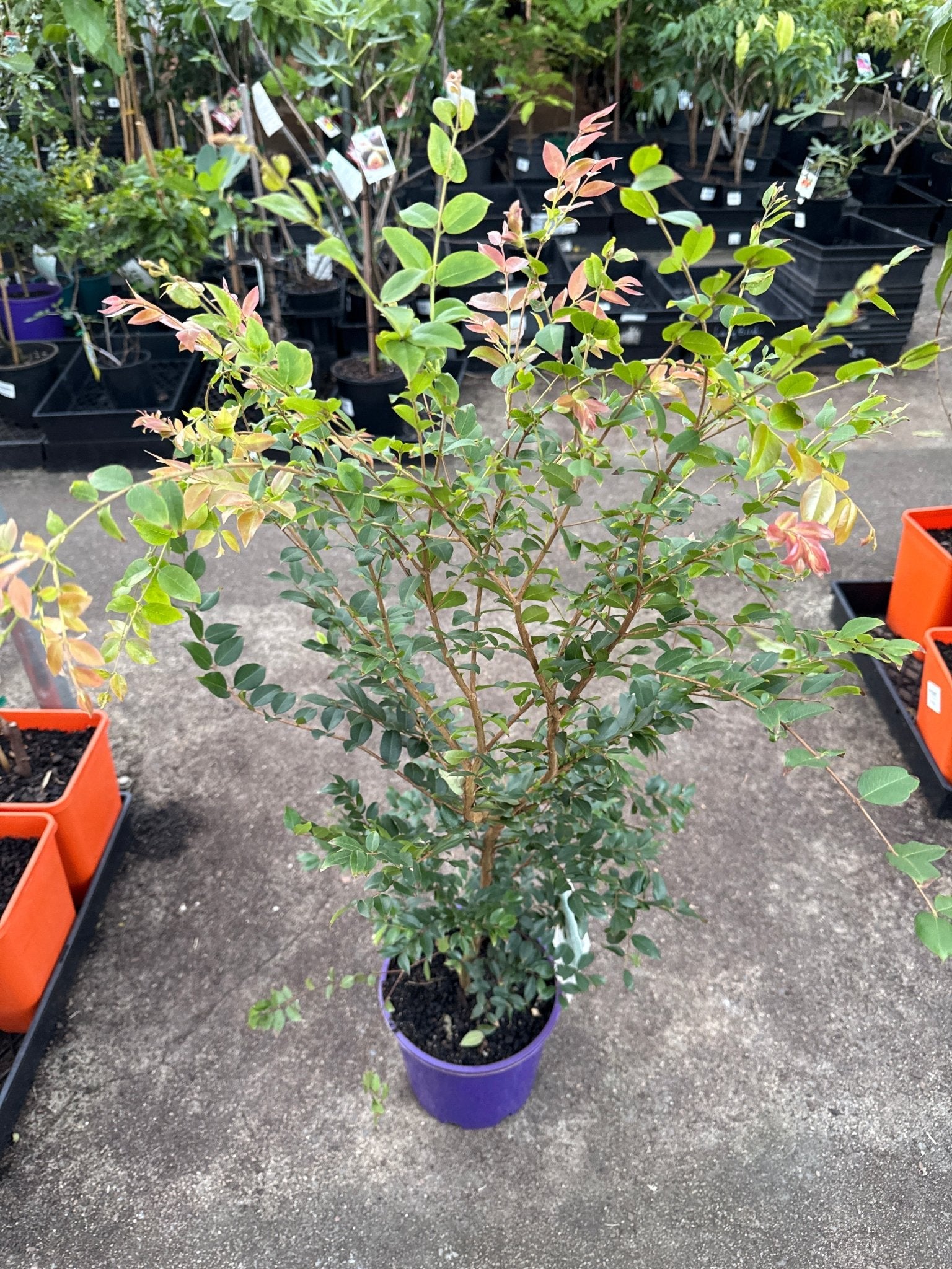 Jaboticaba (Large) - Ladybird Nursery