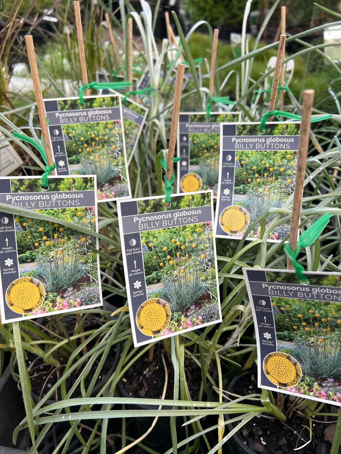 Billy Buttons (Craspedia globosa) - Ladybird Nursery