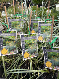 Billy Buttons (Craspedia globosa) - Ladybird Nursery