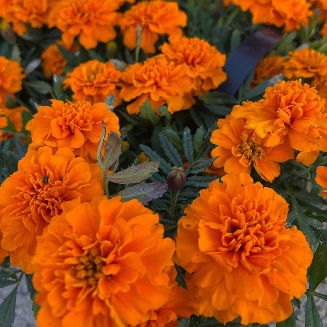 Marigold 'Orange' 10 Cell (PICK UP ONLY)