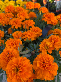 Marigold 'Orange' 10 Cell (PICK UP ONLY)