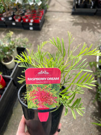 Dwarf Grevillea 'Raspberry Dream' - Ladybird Nursery