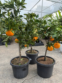 Sumo Mandarin DWARF 'Shiranui' 330mm (PICKUP ONLY) - Ladybird Nursery