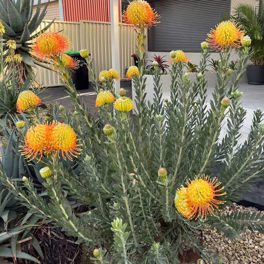 Leucospermum ‘Phoenix Rising’ - Ladybird Nursery