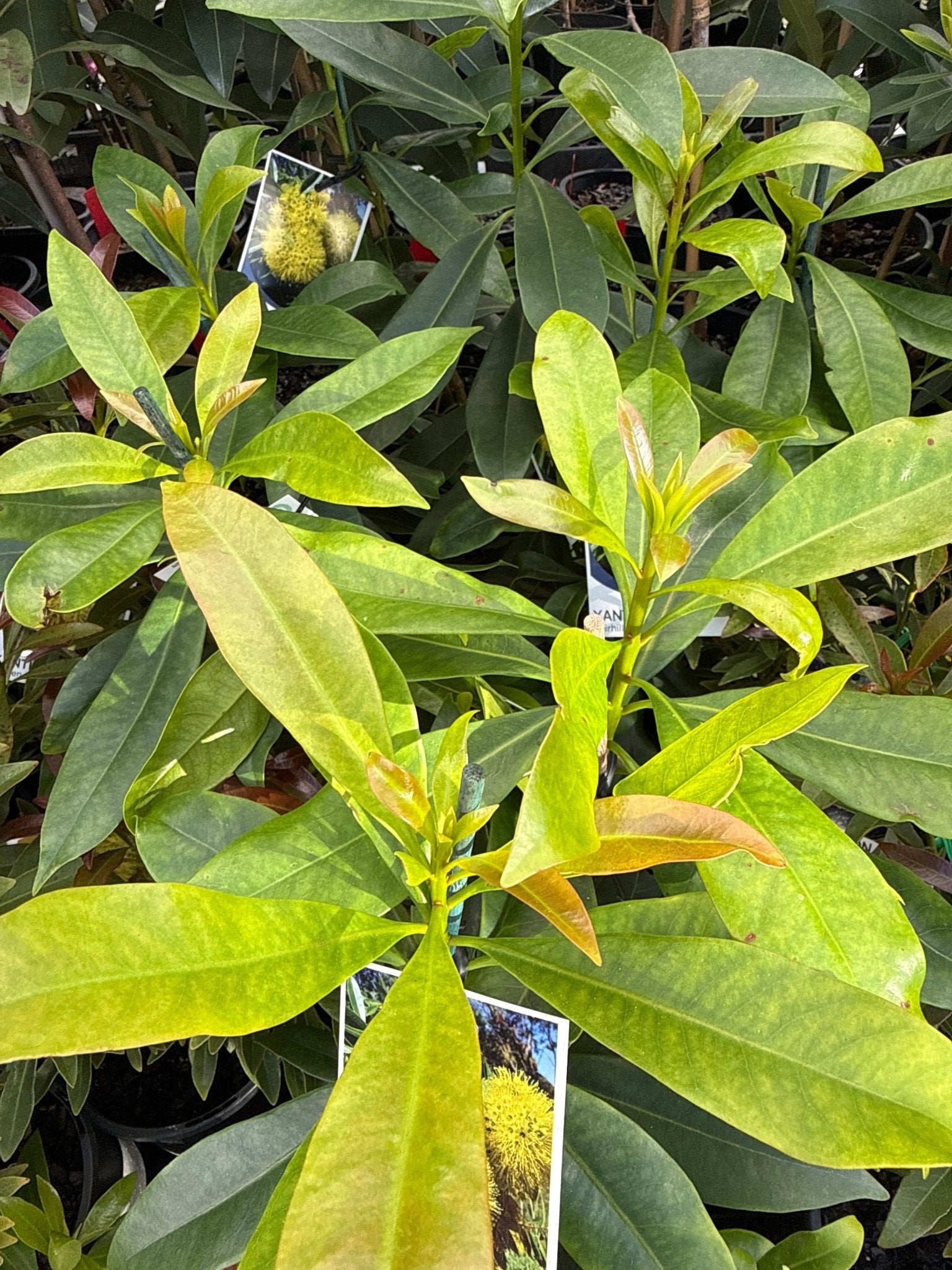 Golden Penda 'Fairhill Gold' (Xanthostemon chrysanthus) - Ladybird Nursery
