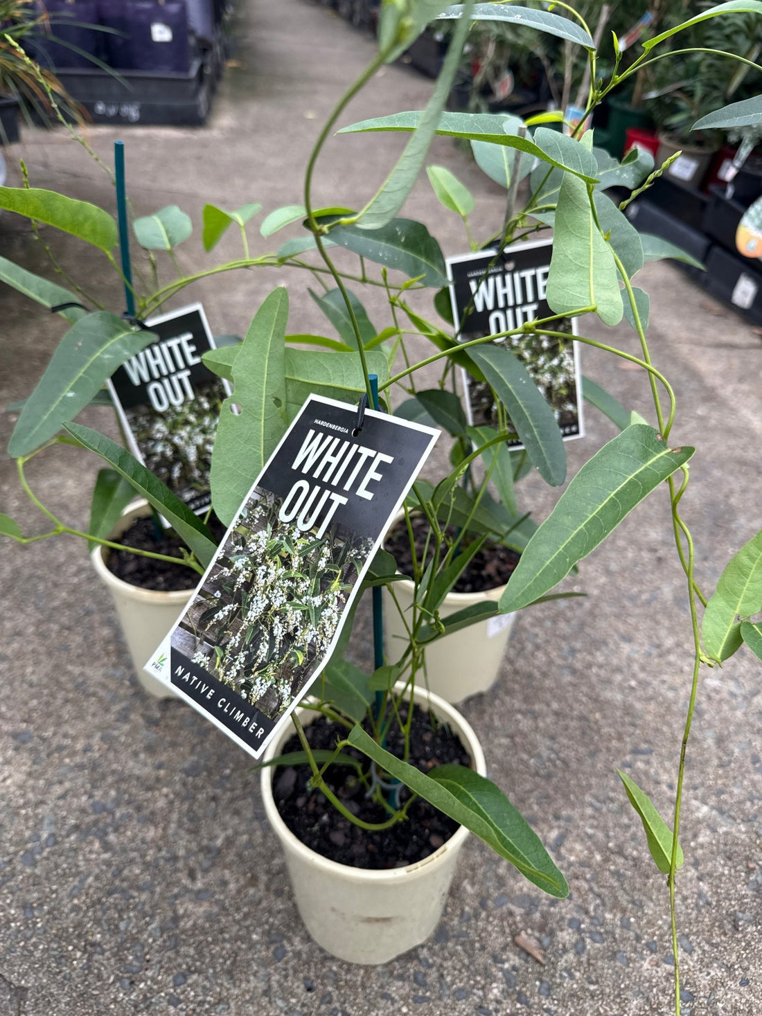 Hardenbergia 'White Out' (Hardenbergia violacea) - Ladybird Nursery