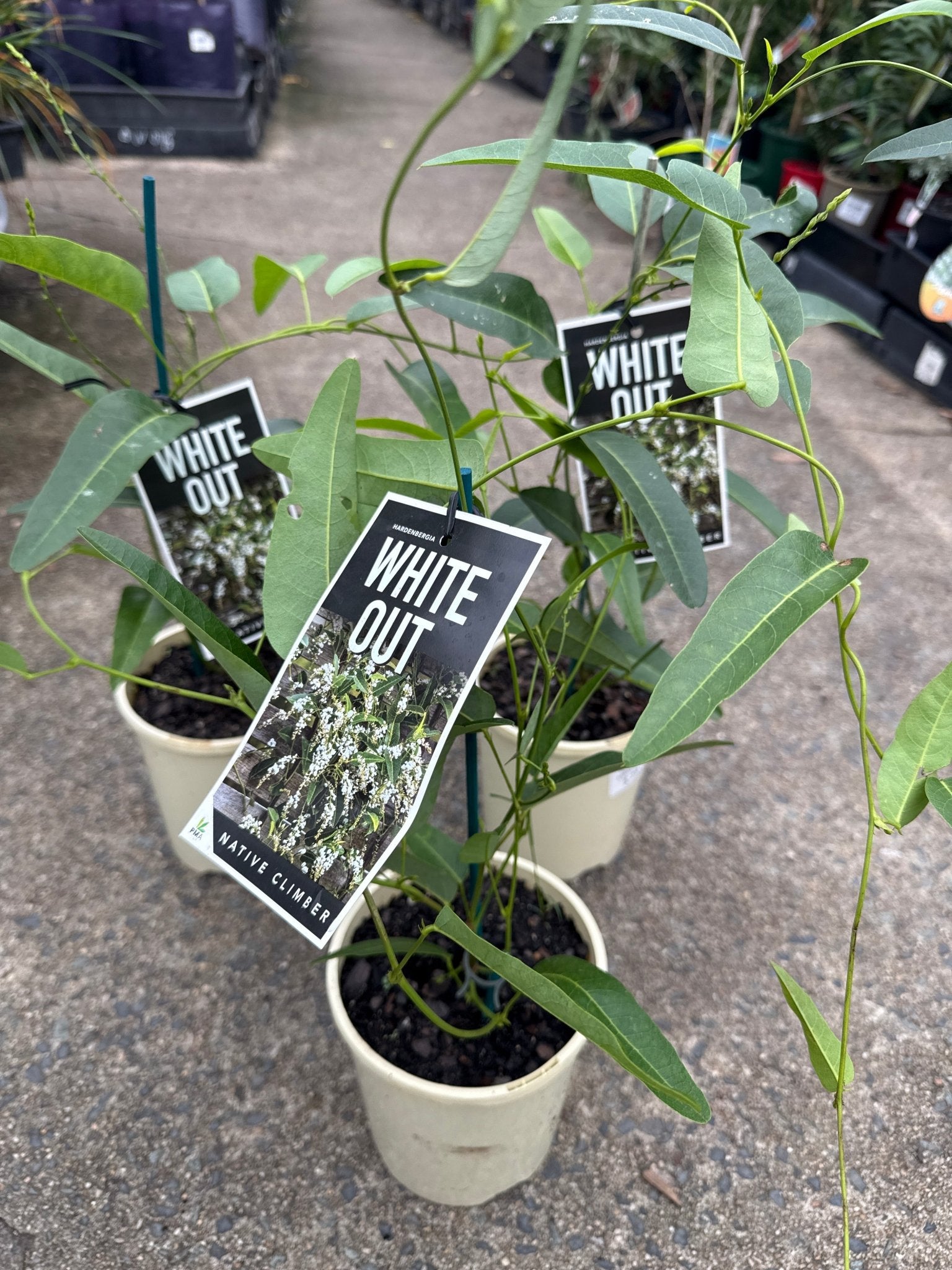 Hardenbergia 'White Out' (Hardenbergia violacea) - Ladybird Nursery