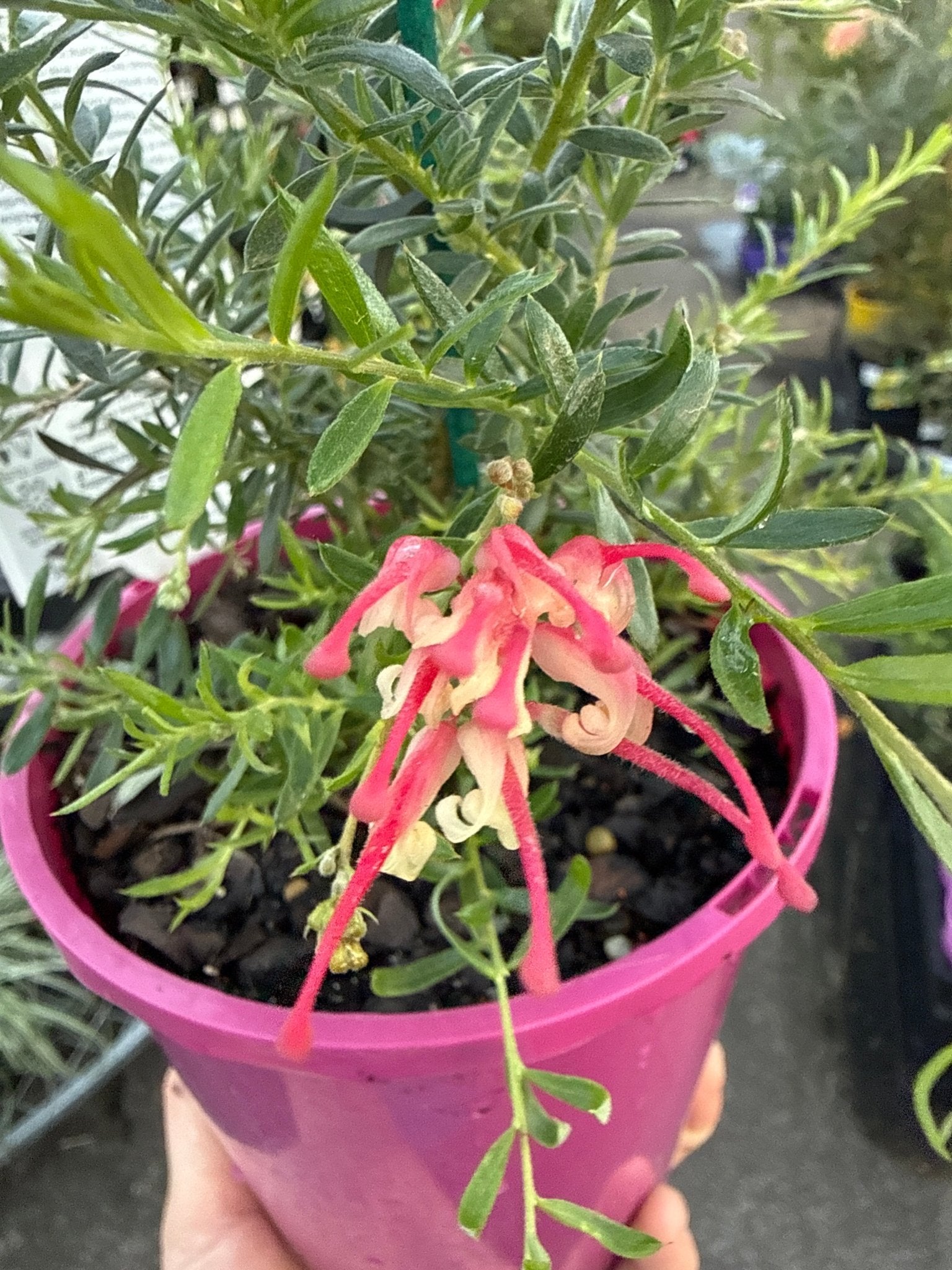 Dwarf Grevillea 'Raspberry Ripple' - Ladybird Nursery
