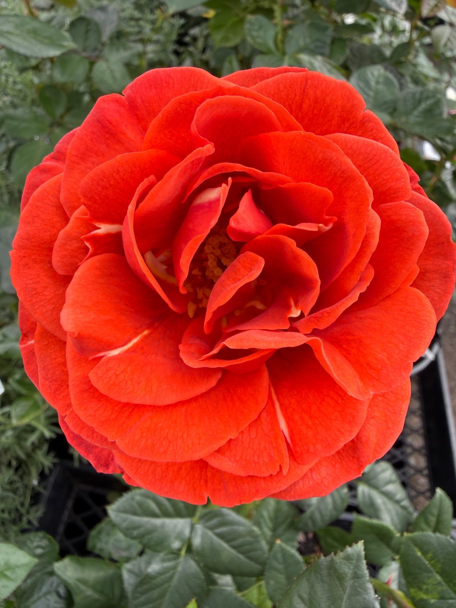 Rose 'Hot Chocolate' - Ladybird Nursery