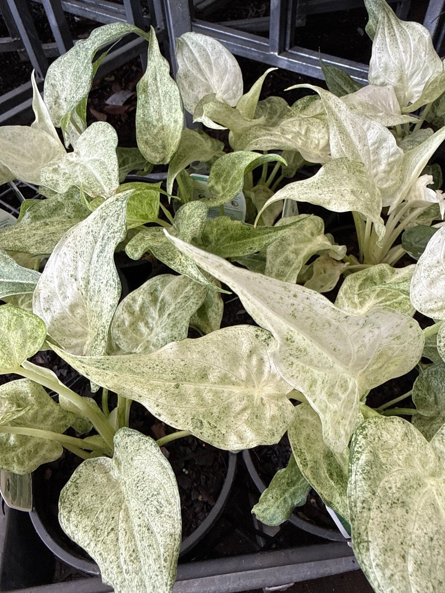 Variegated Elephant Ear ‘Marble White’ (Alocasia cucullata) - Ladybird Nursery