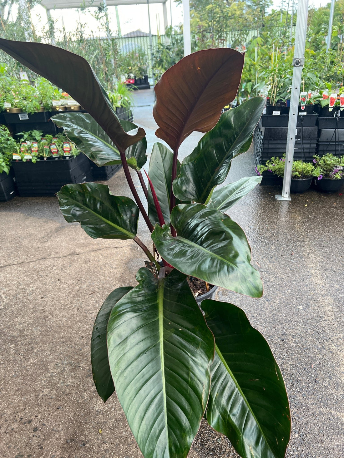 Philodendron 'Rojo Congo' - Advanced (PICKUP ONLY) - Ladybird Nursery