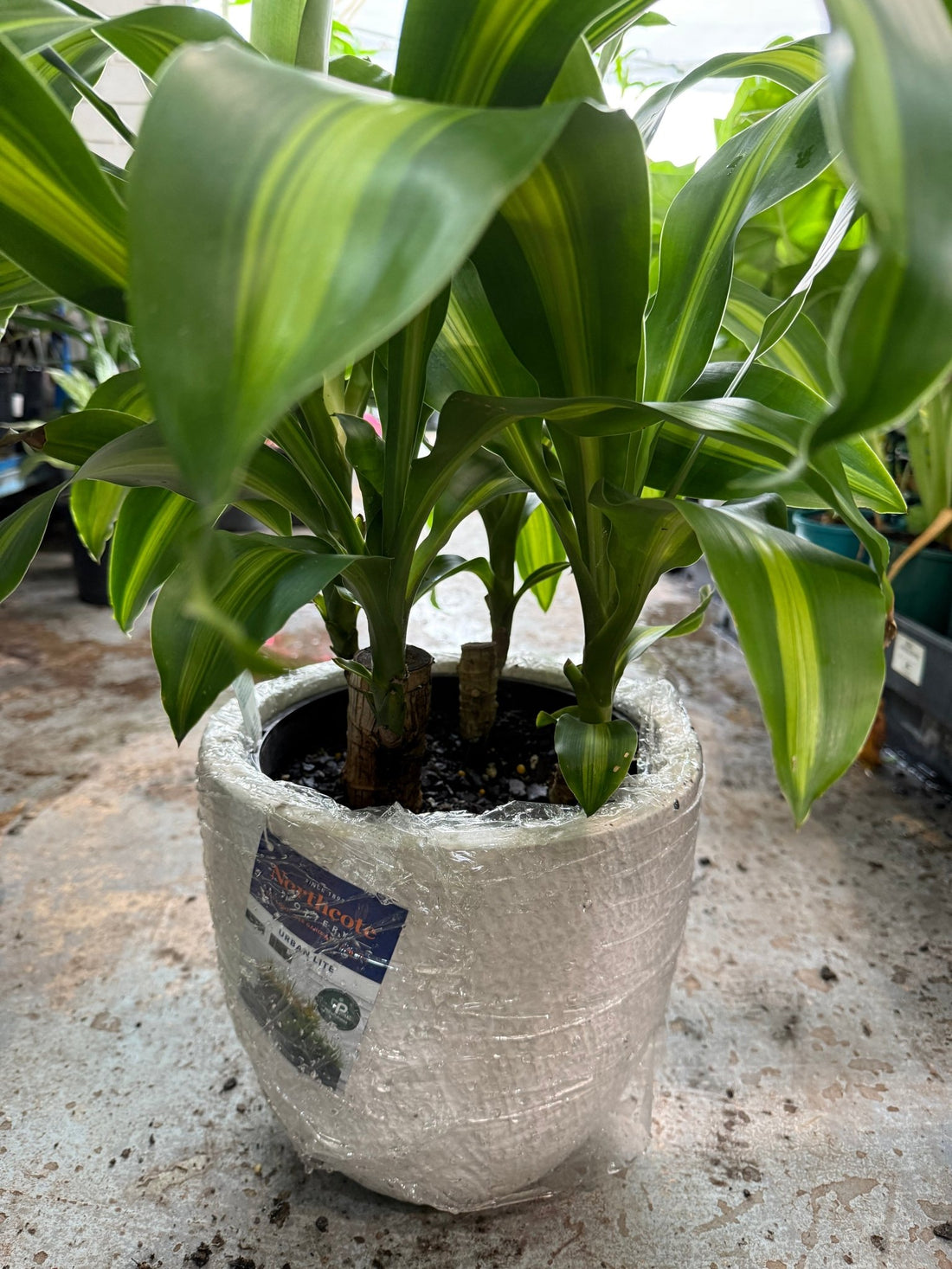 Pot 'Slate Egg White' Size 5 (PICK UP ONLY) - Ladybird Nursery