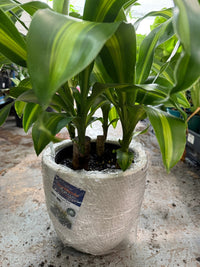 Pot 'Slate Egg White' Size 5 (PICK UP ONLY) - Ladybird Nursery