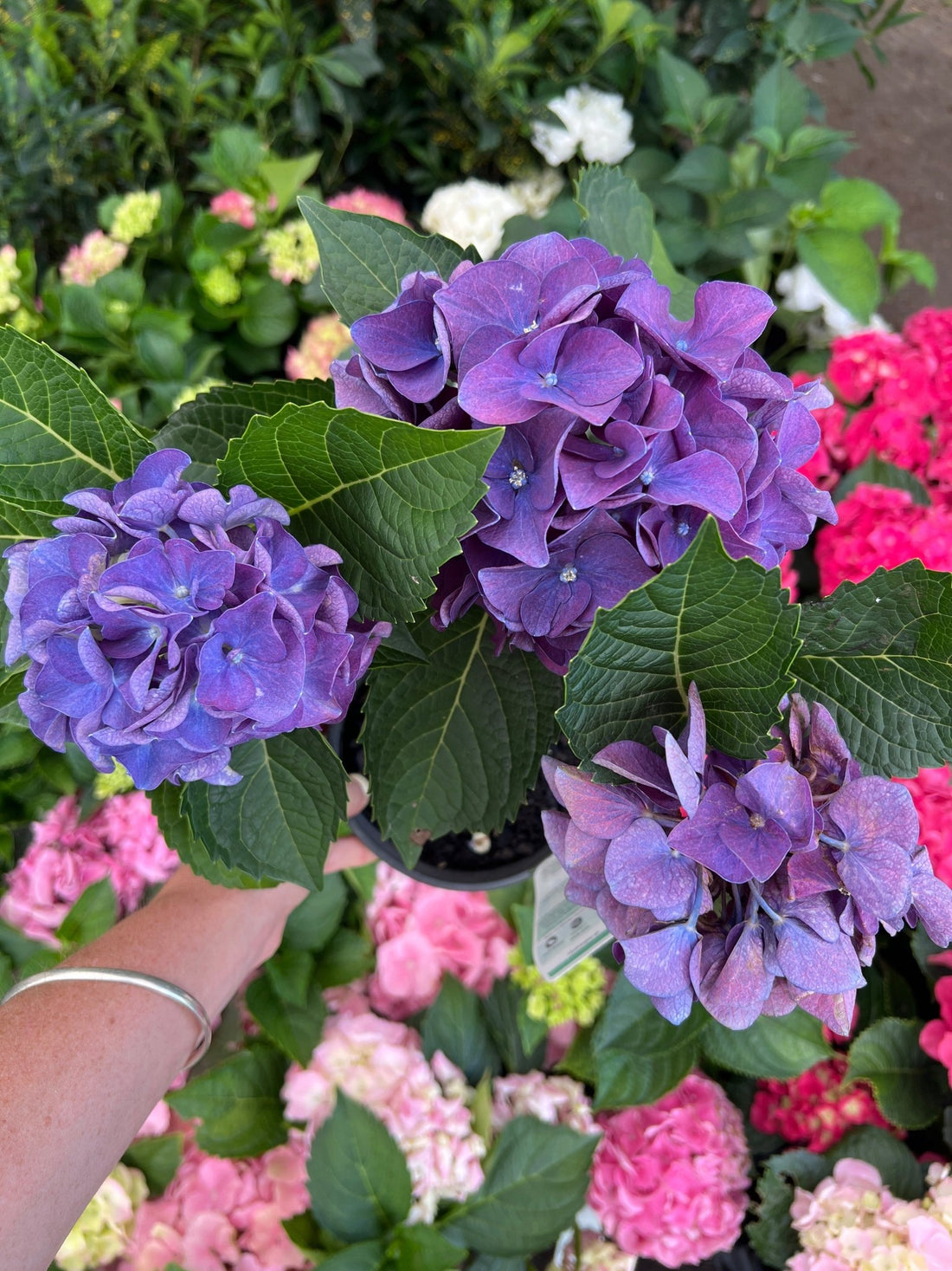 Hydrangea Purple - Ladybird Nursery