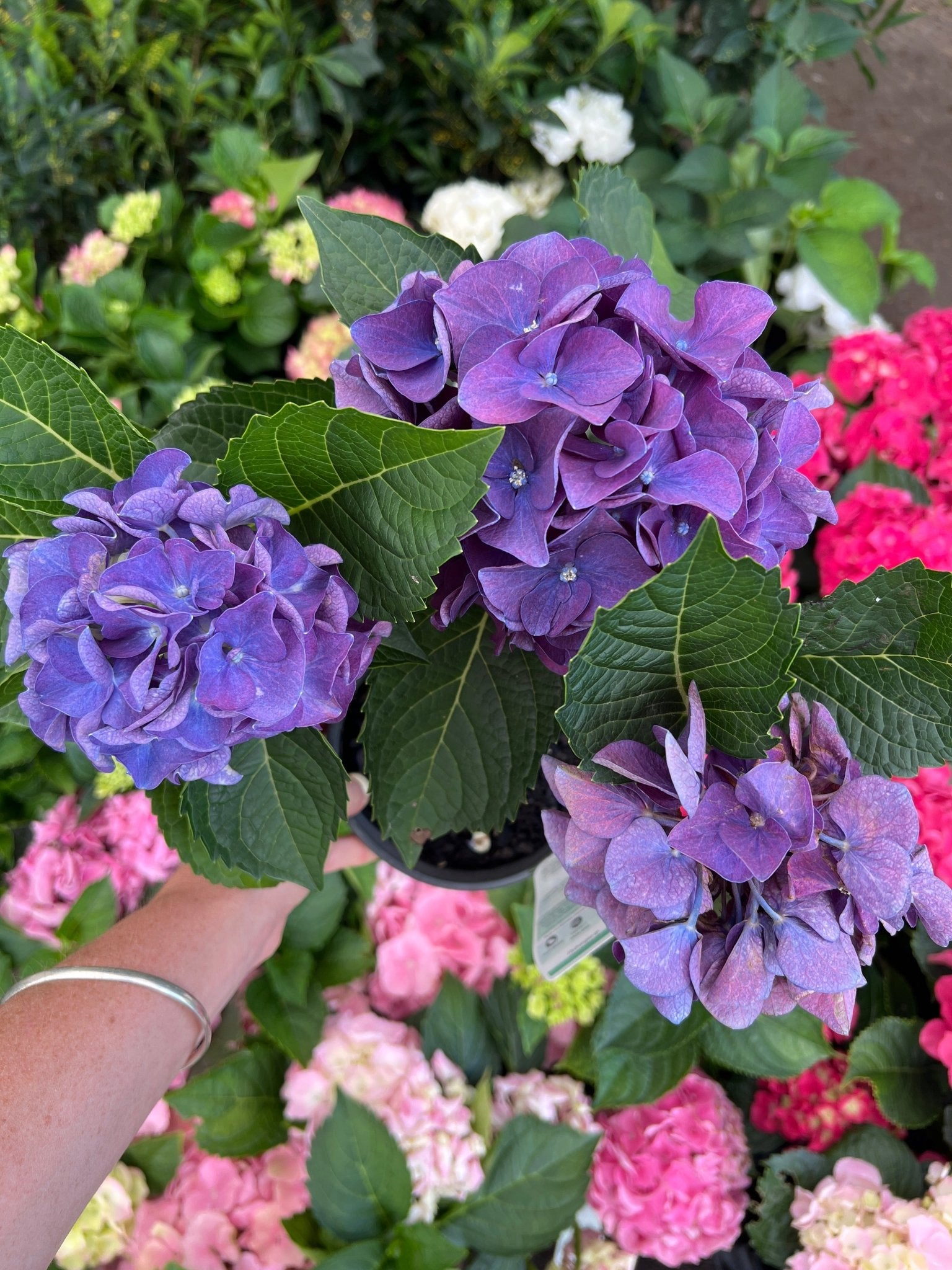 Hydrangea Purple - Ladybird Nursery