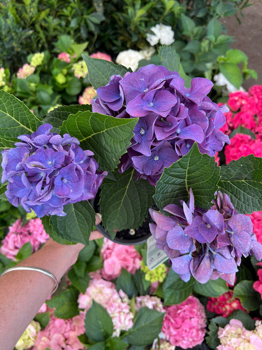 Hydrangea Purple