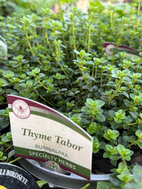 Thyme 'Tabor' - Ladybird Nursery