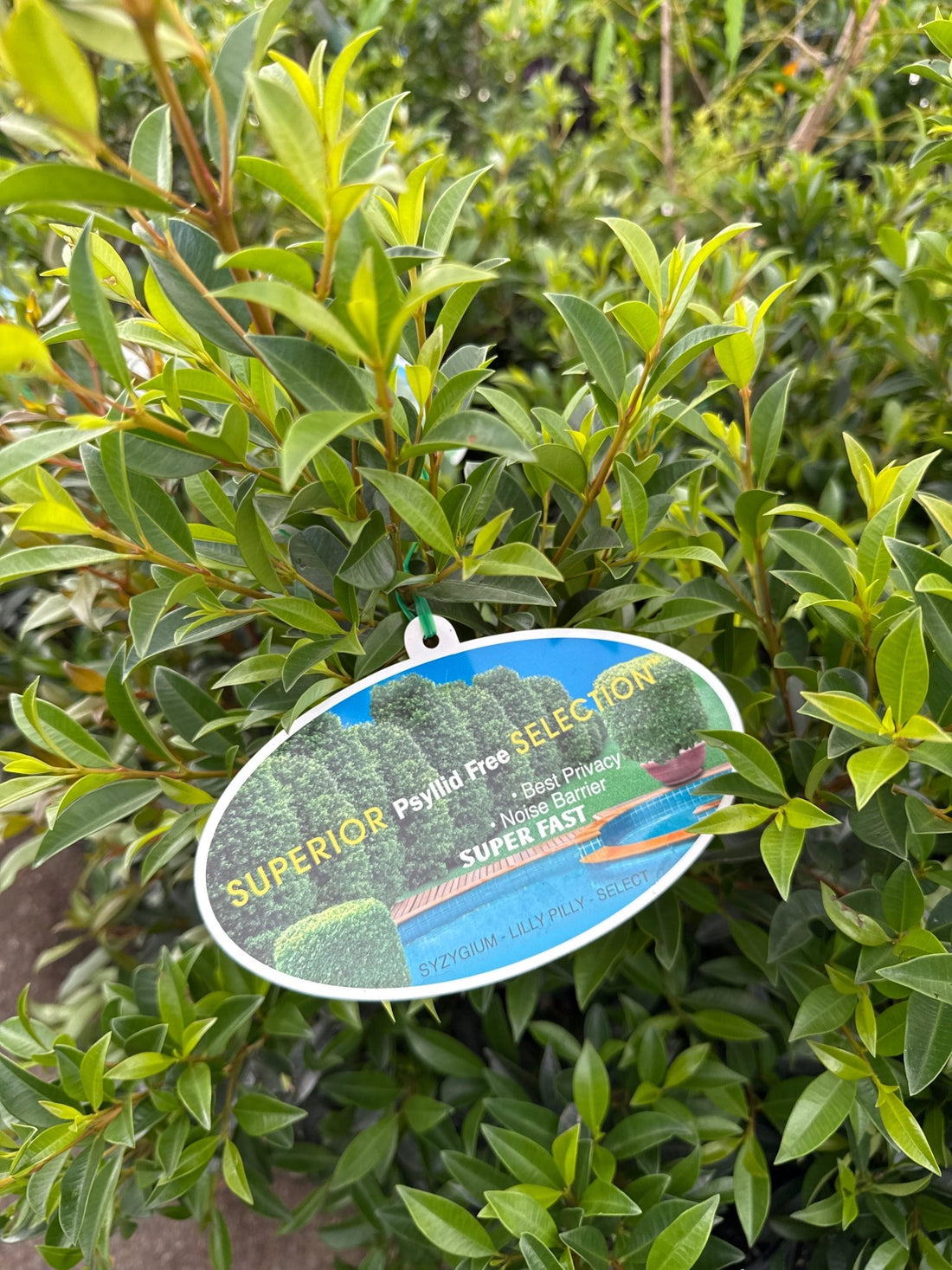 Lilly Pilly Superior (Syzygium australe) 200mm Pot - Ladybird Nursery