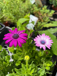 African Daisy - 4cell pot (PICK UP ONLY) - Ladybird Nursery