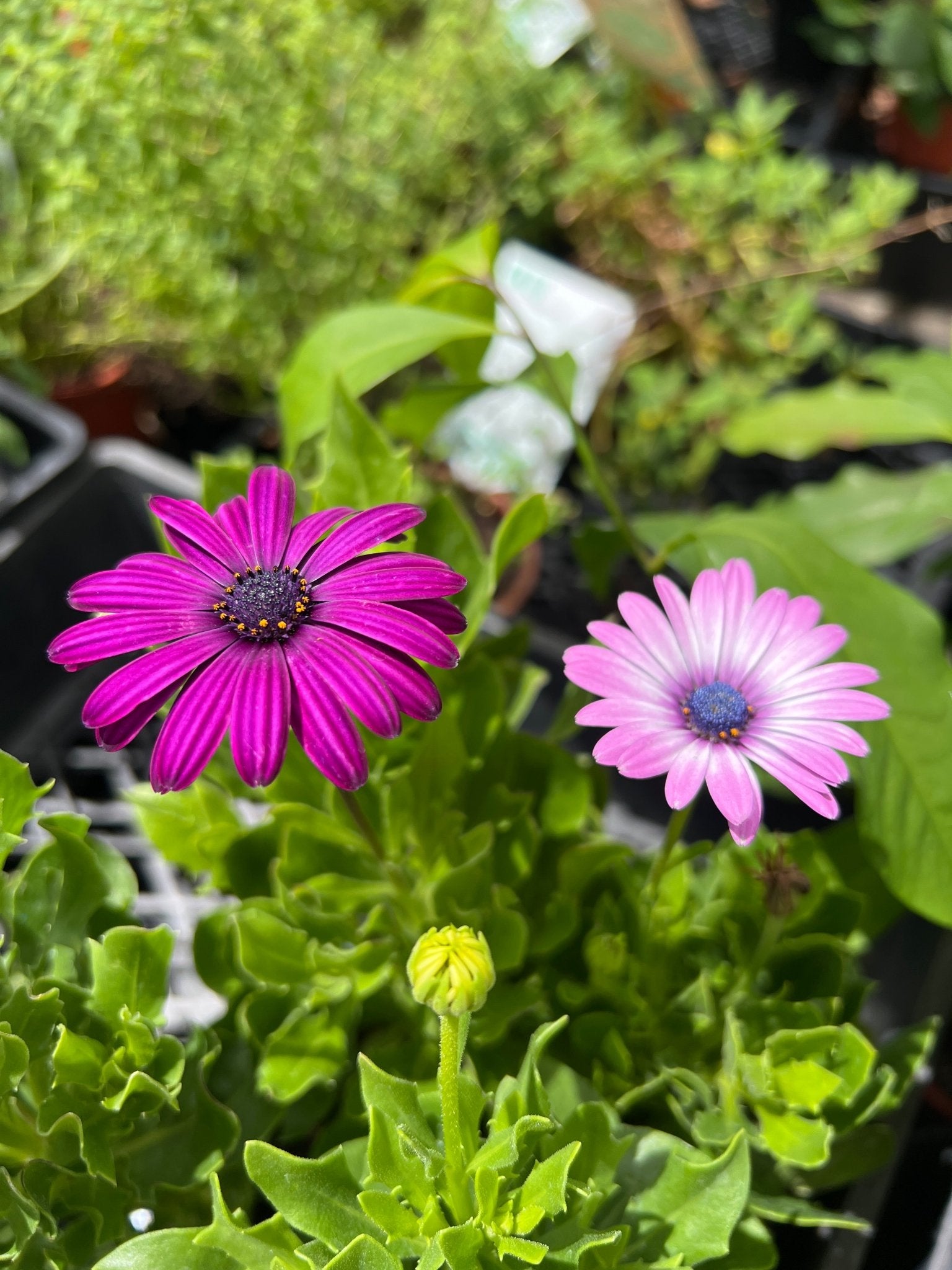 African Daisy - 4cell pot (PICK UP ONLY) - Ladybird Nursery
