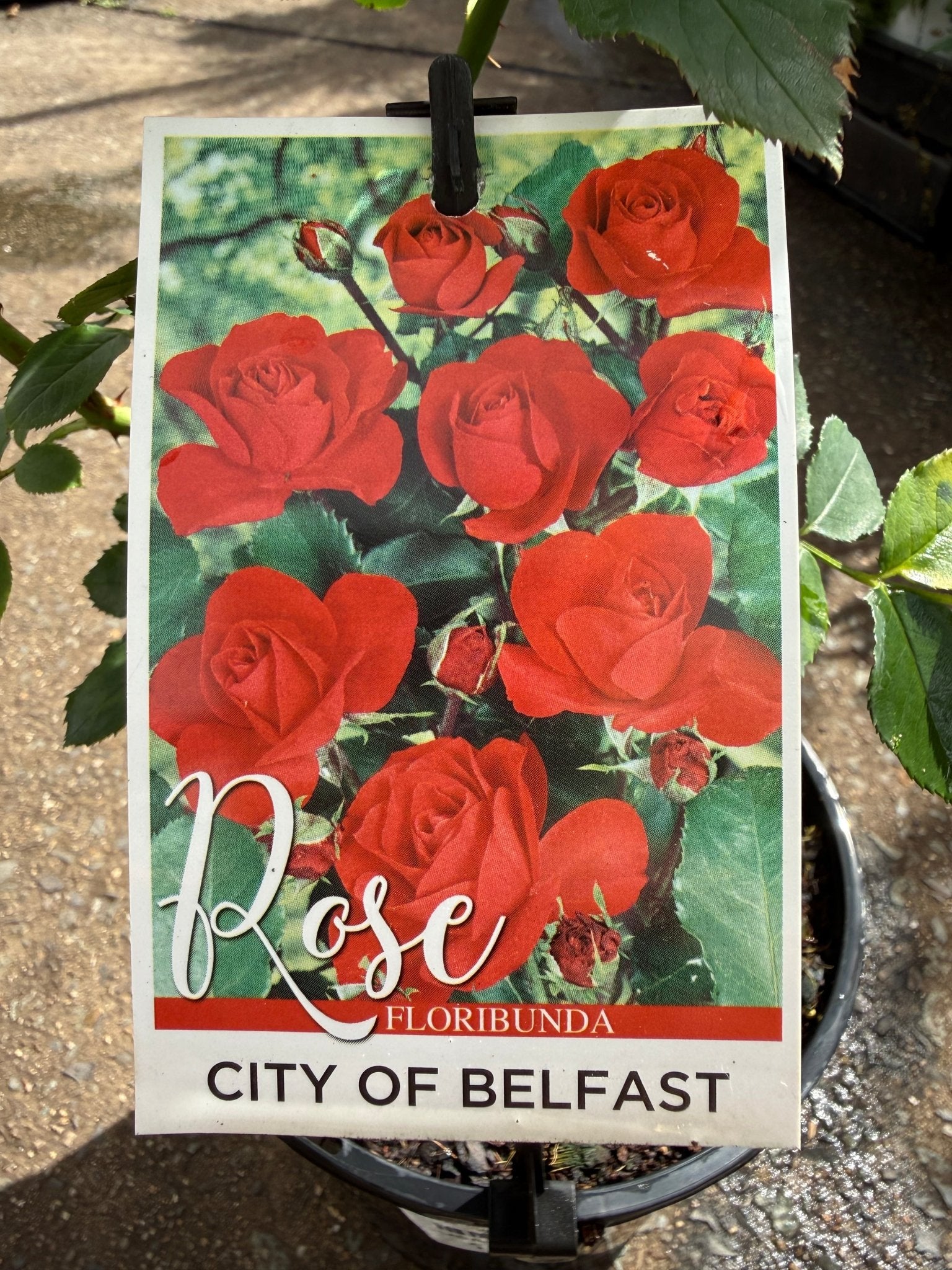 Rose ‘City of Belfast' (Rosa) - Ladybird Nursery