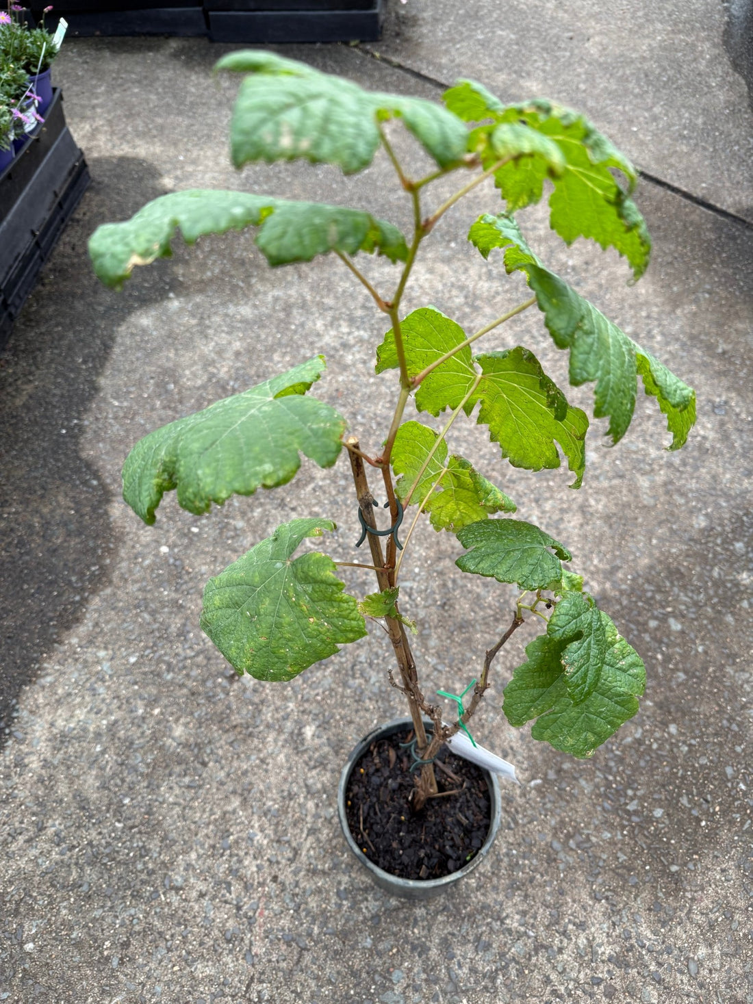 Grape 'Red Globe' (QLD ONLY) - Ladybird Nursery