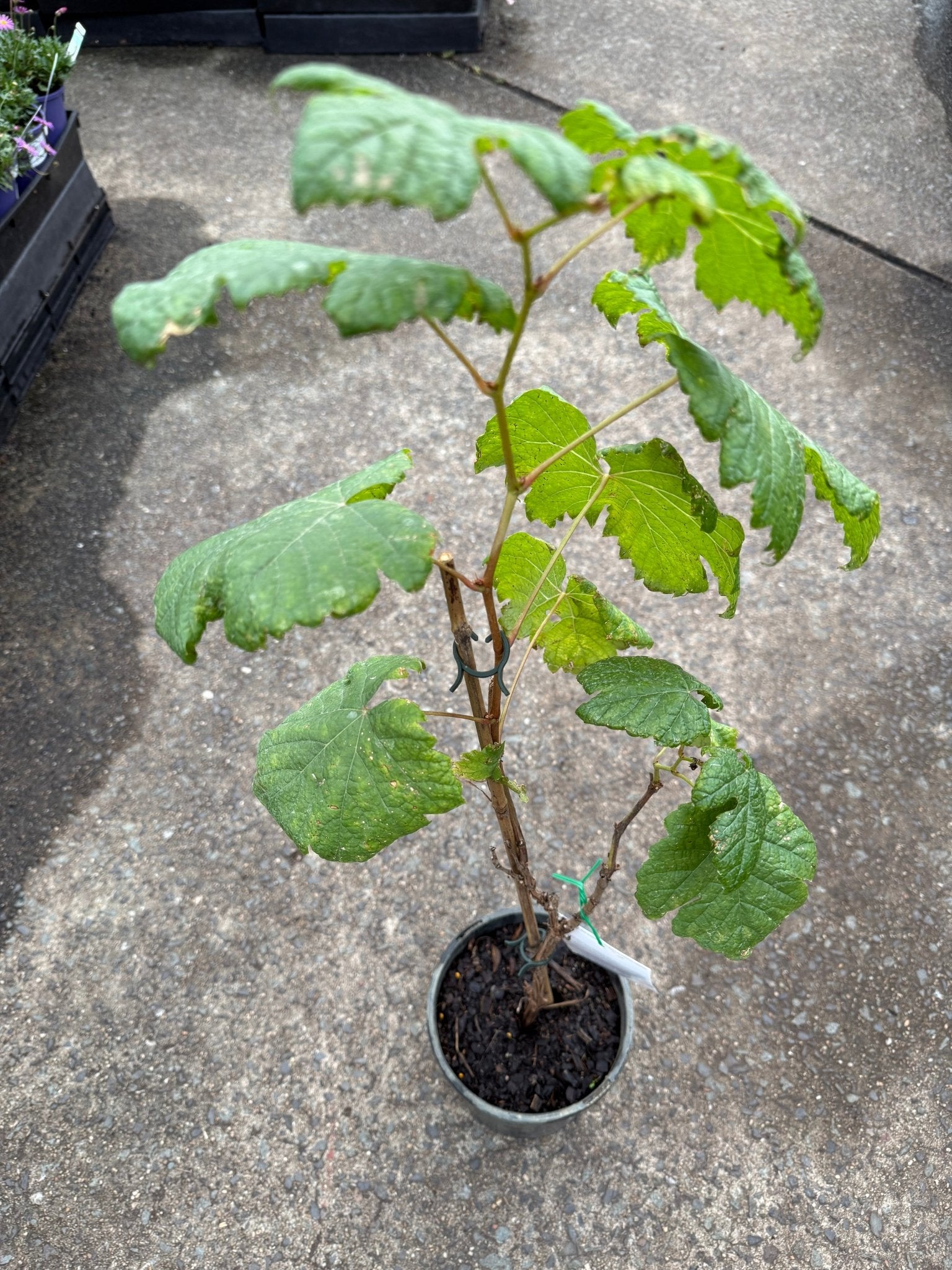 Grape 'Red Globe' (QLD ONLY) - Ladybird Nursery