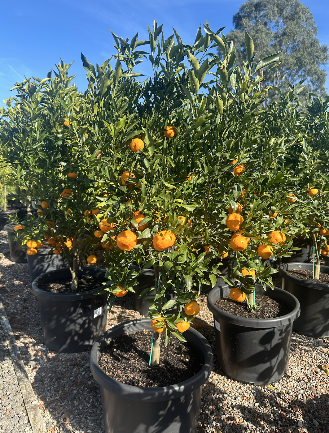 Mandarin 'Imperial' - Jumbo 500mm pot (PICK UP ONLY) - Ladybird Nursery