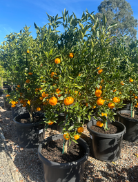 Mandarin 'Imperial' - Jumbo 500mm pot (PICK UP ONLY) - Ladybird Nursery