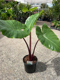 Alocasia 'Imperial Red' - Large