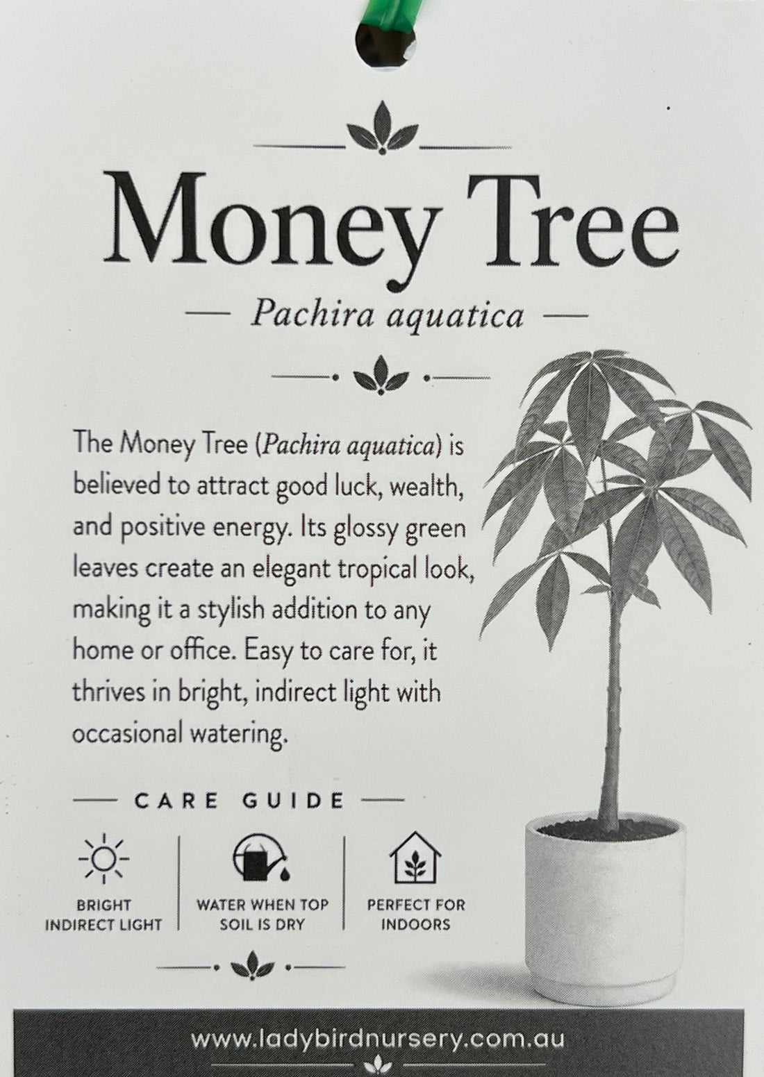 Money Tree 'Lucky 3' Twisted Stem