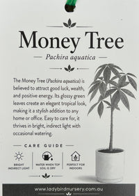 Money Tree 'Lucky 3' Twisted Stem