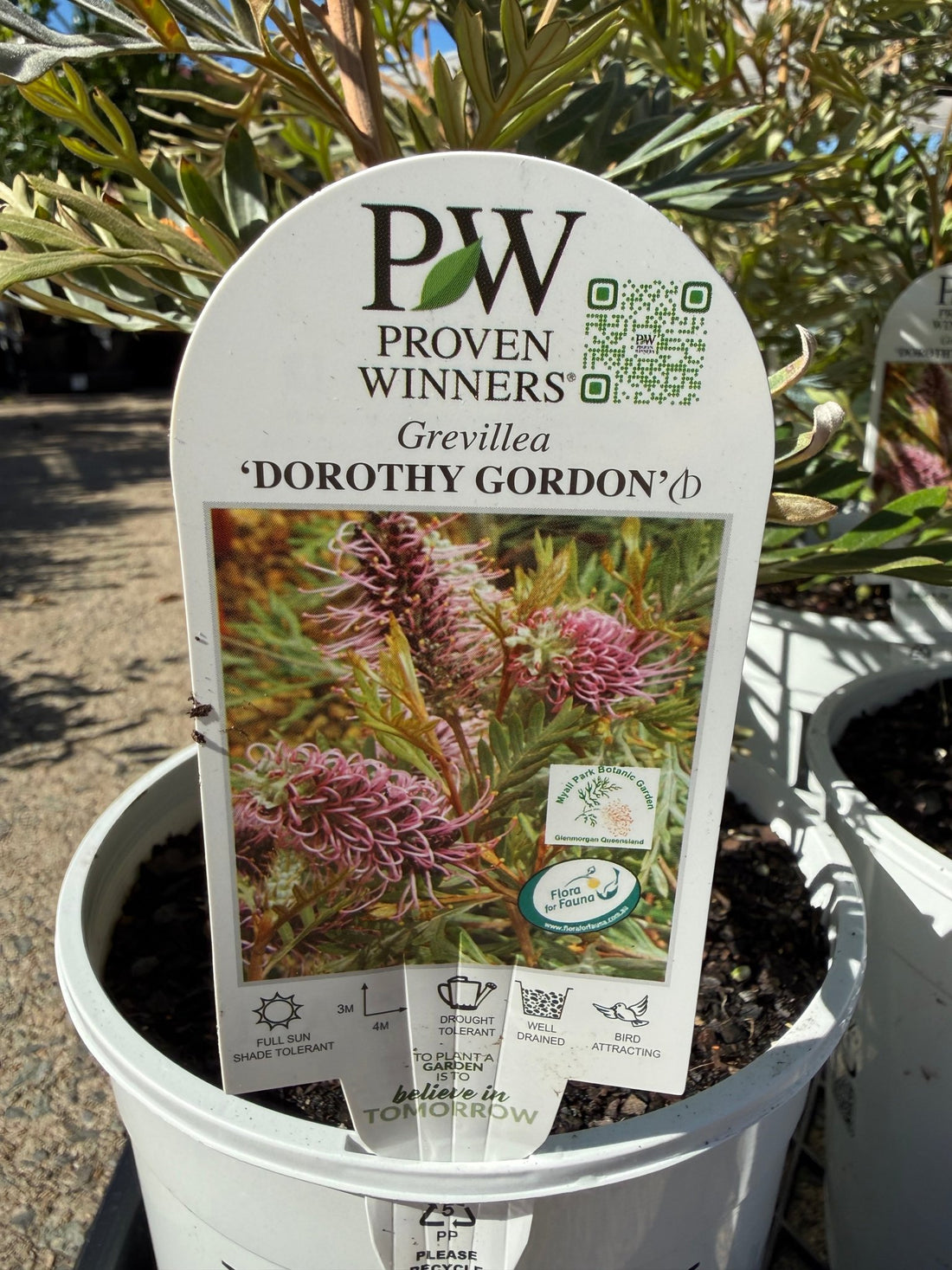 Grevillea 'Dorothy Gordon' - Ladybird Nursery