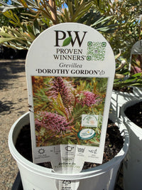 Grevillea 'Dorothy Gordon' - Ladybird Nursery